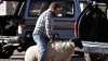 Top Gear Rutledge Wood