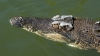 saltwater crocodile