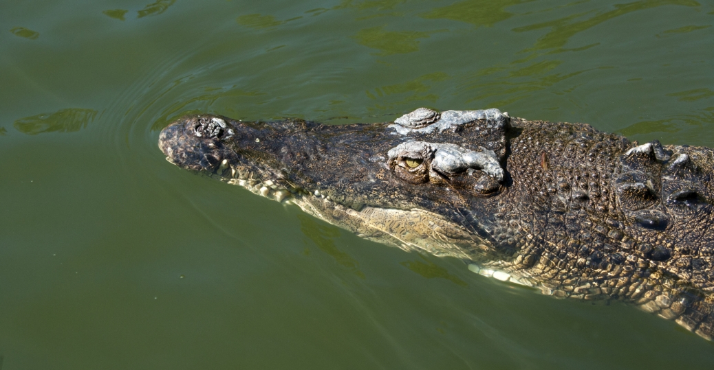 saltwater crocodile