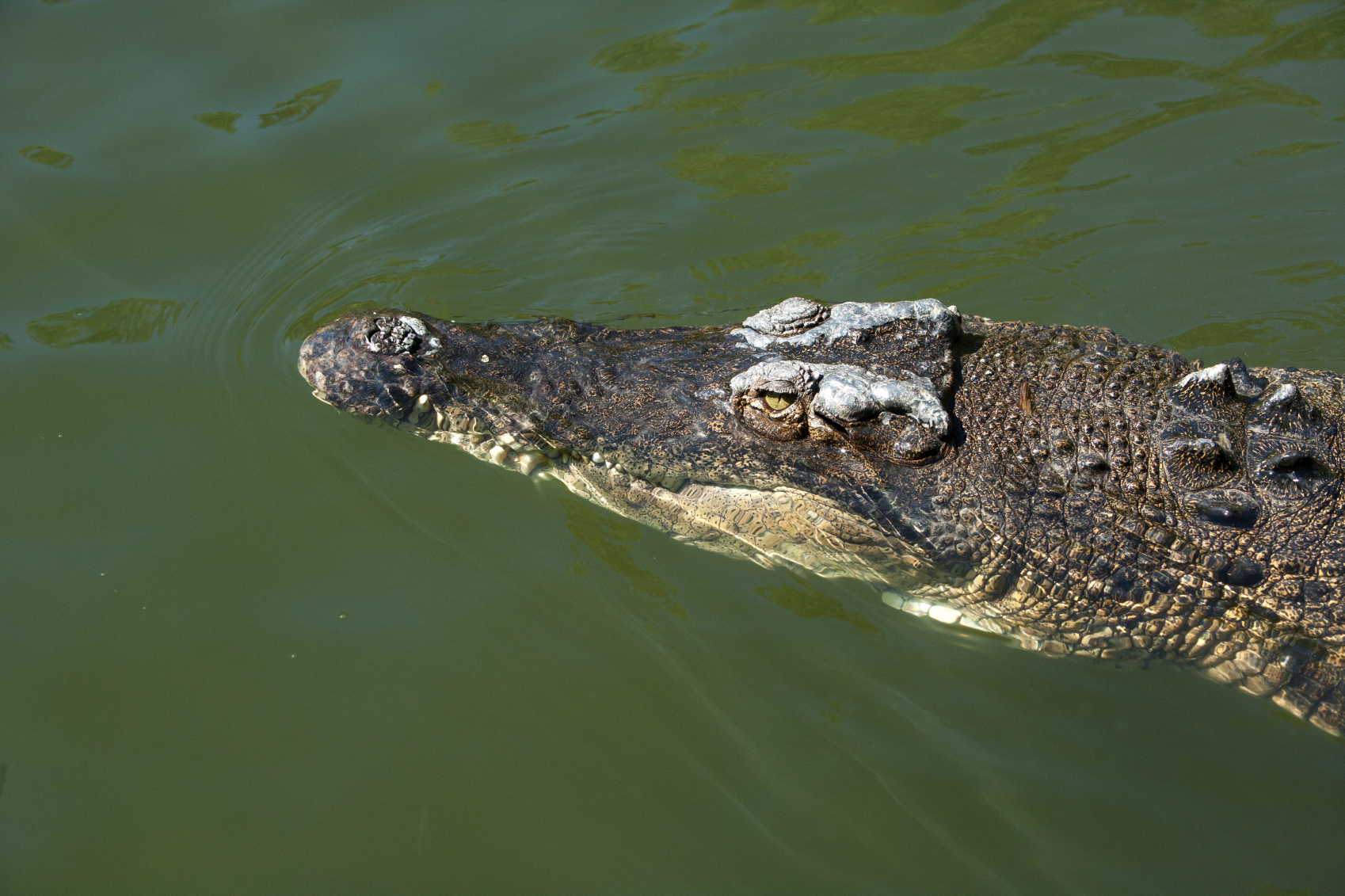 saltwater crocodile