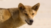 dingo