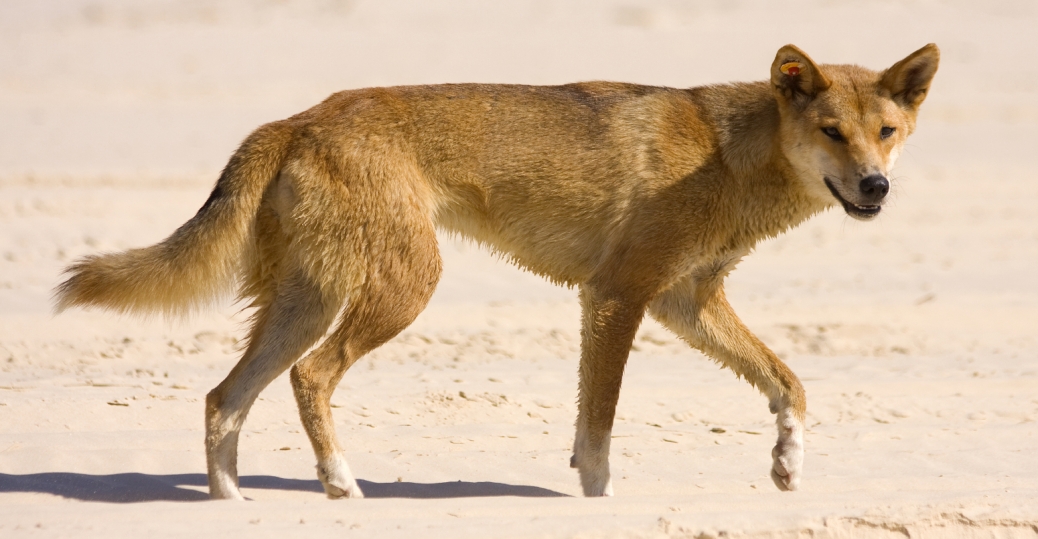 dingo
