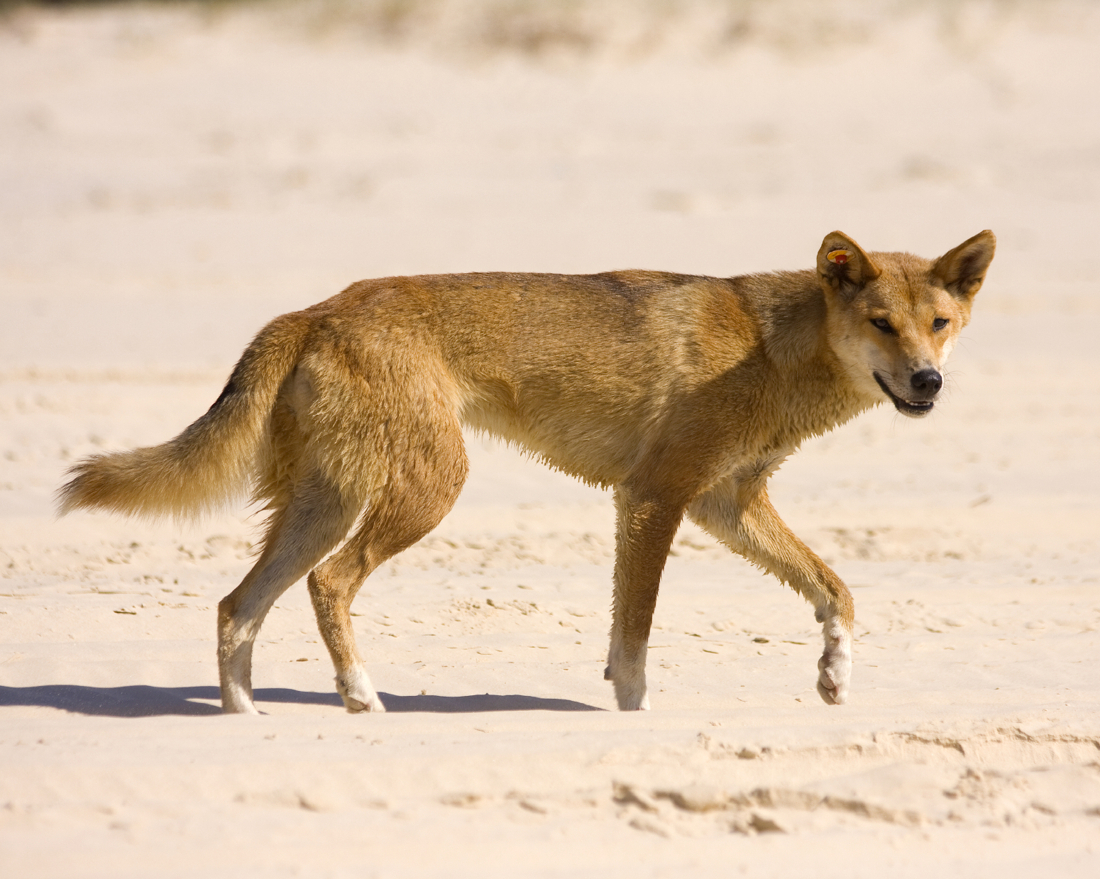 dingo
