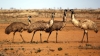 emus