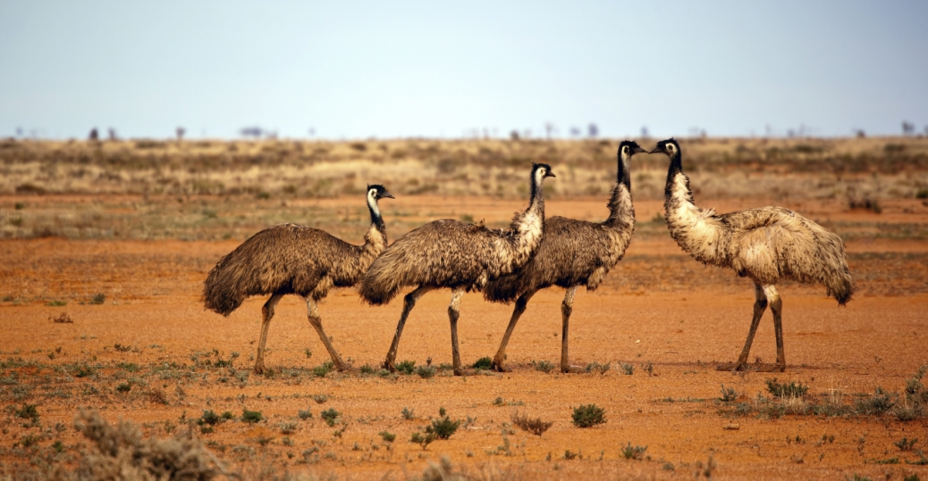 emus
