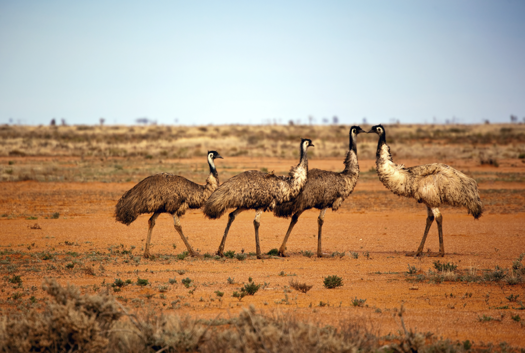 emus