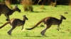 kangaroos