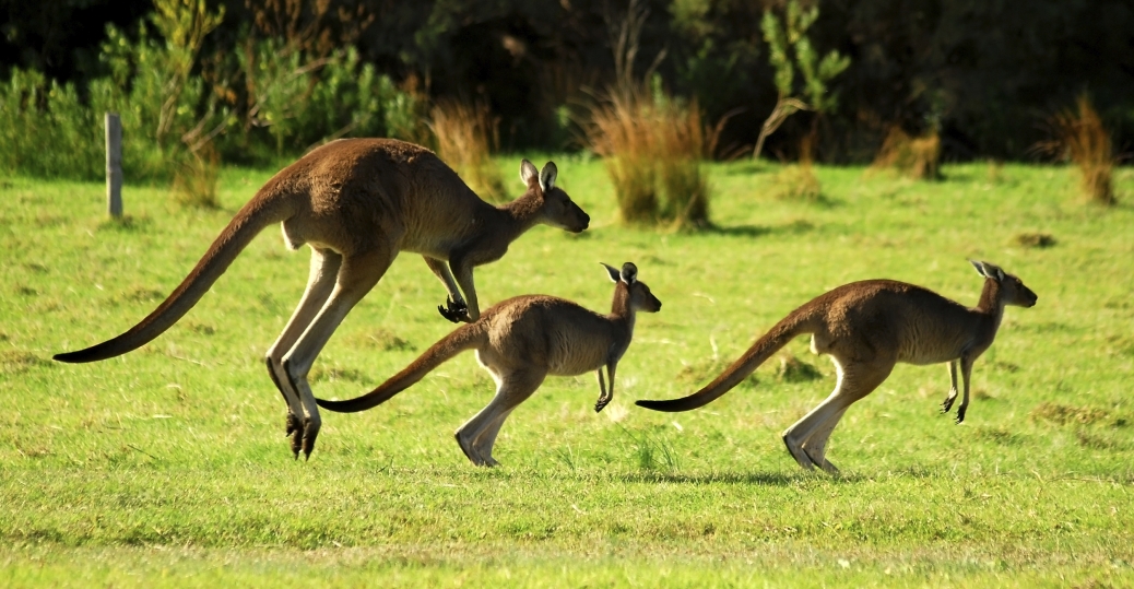 kangaroos