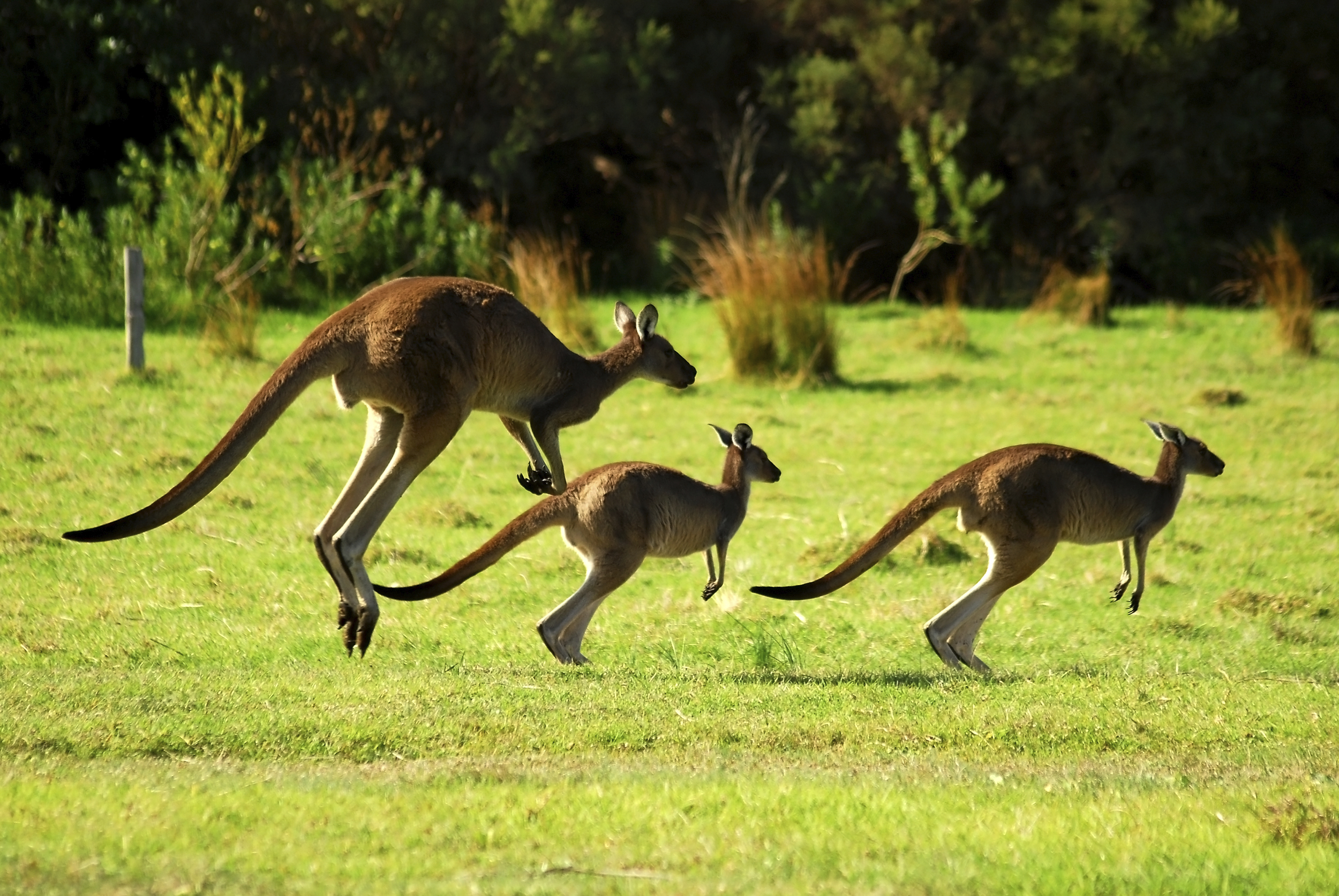 kangaroos