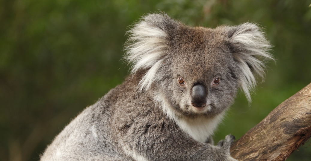 koala