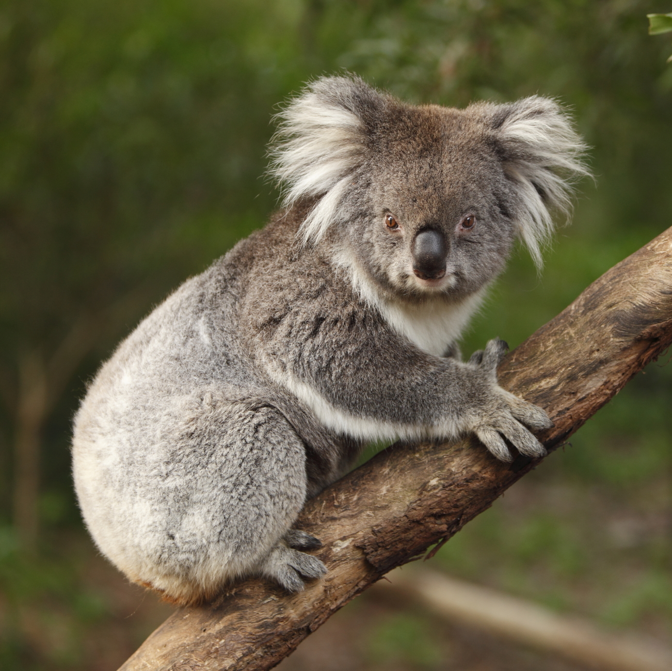 koala