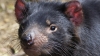 tasmanian devil
