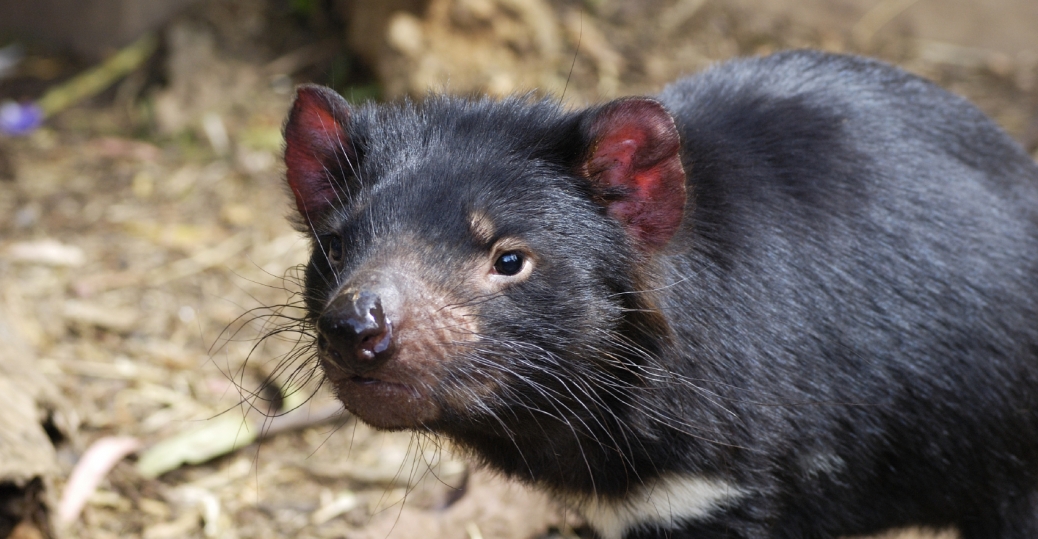 tasmanian devil