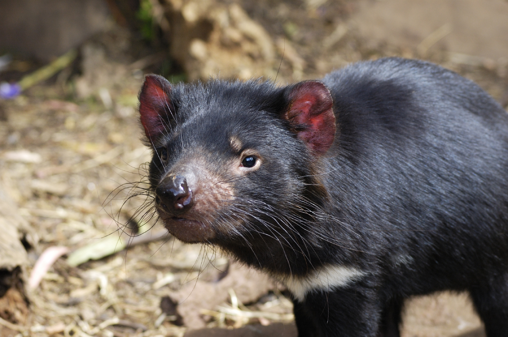 tasmanian devil