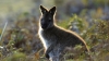 wallaby