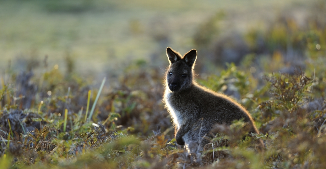 wallaby