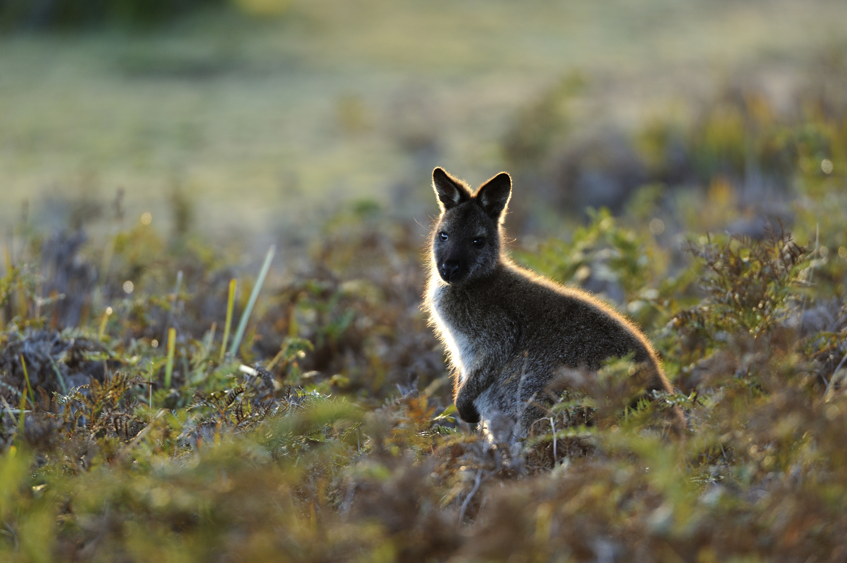 wallaby
