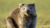 wombat