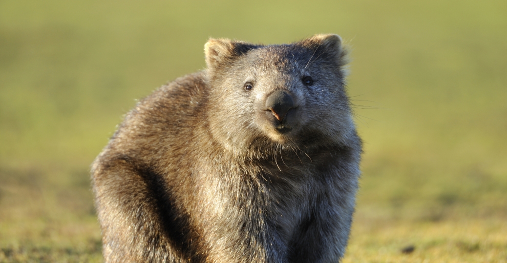 wombat