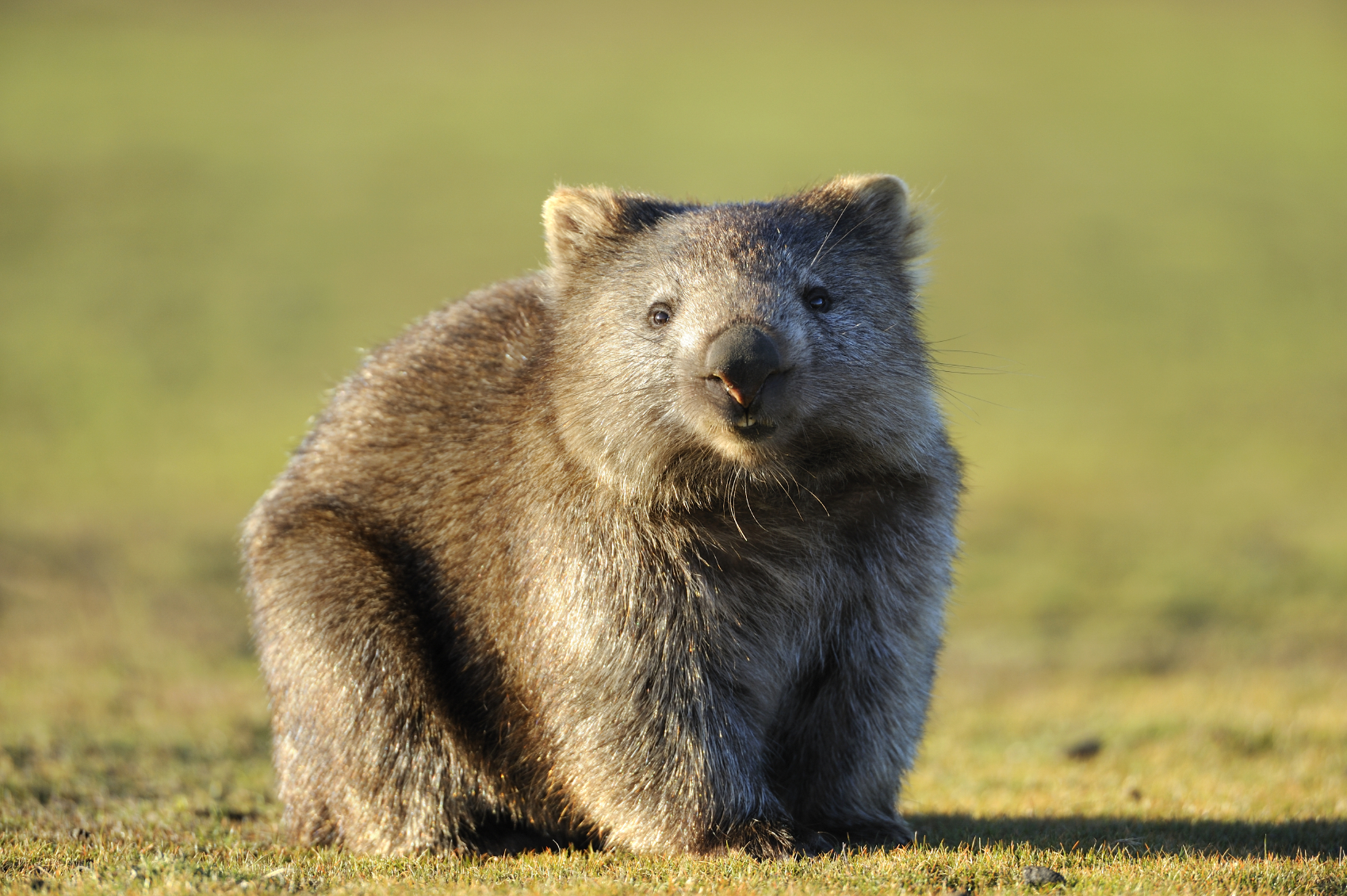 wombat
