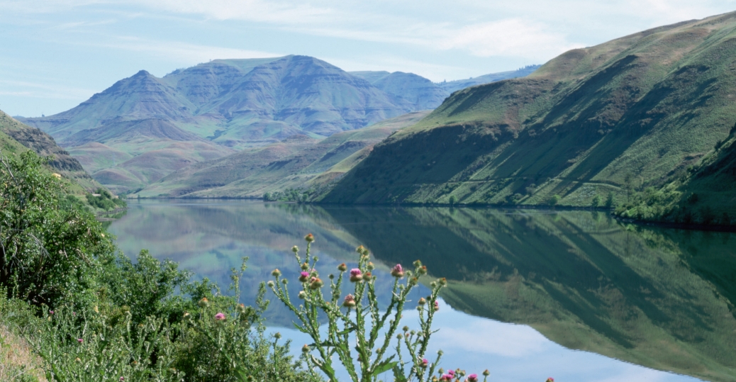 thistlesgrowingonbanksofsnakeriver Oregon Pictures Oregon