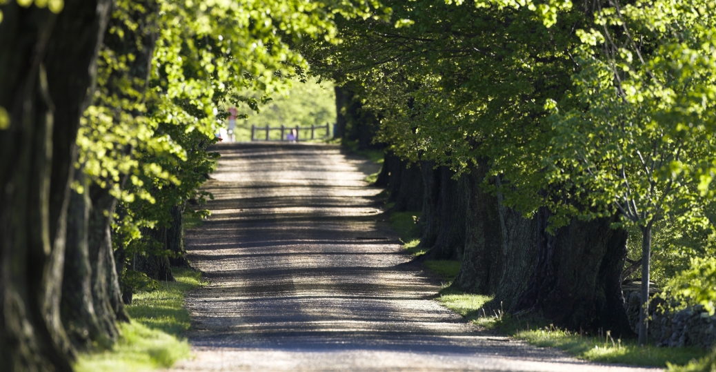 treelinedroadonfarm Rhode Island Pictures Rhode Island