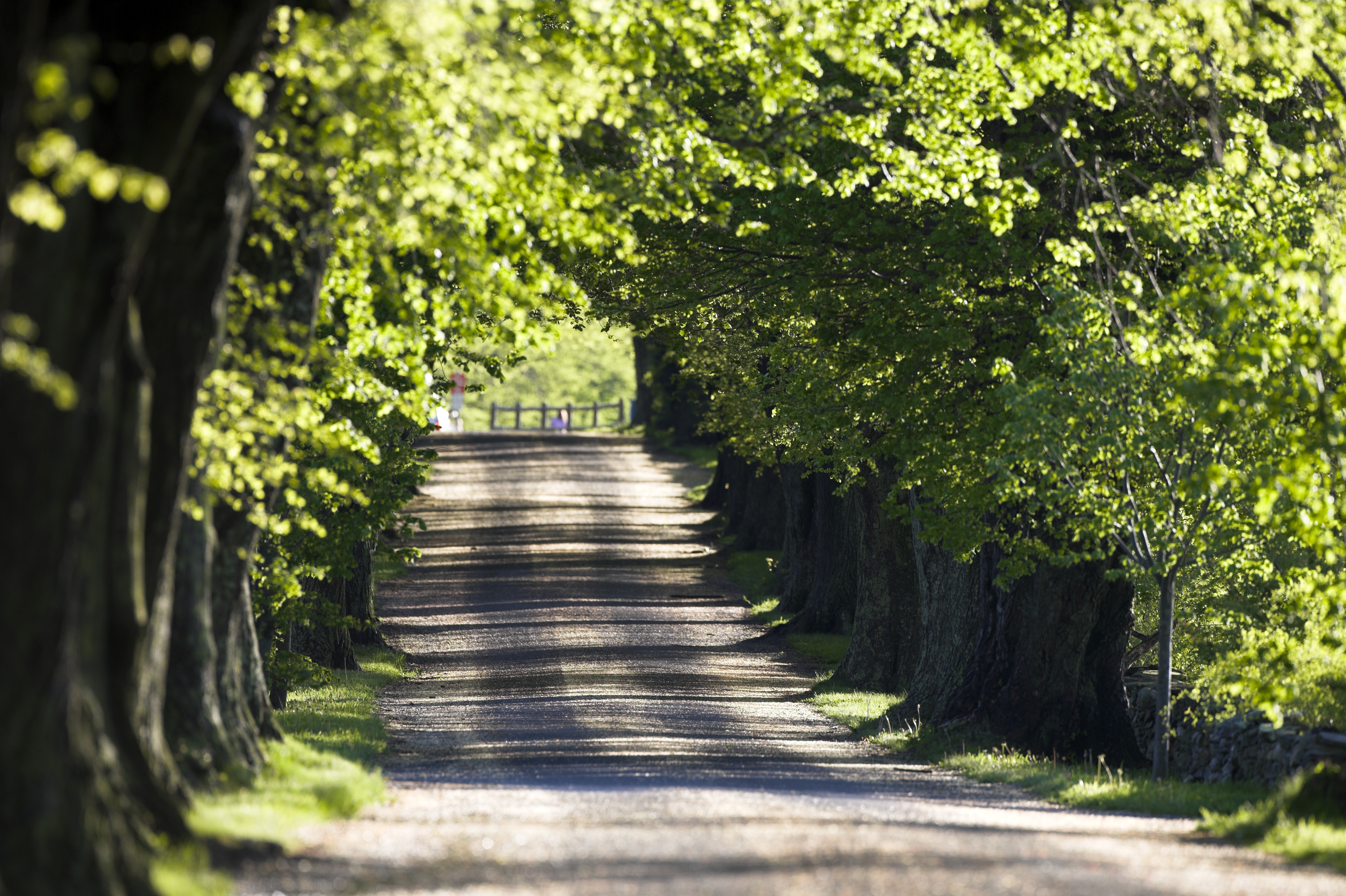 treelinedroadonfarm Rhode Island Pictures Rhode Island
