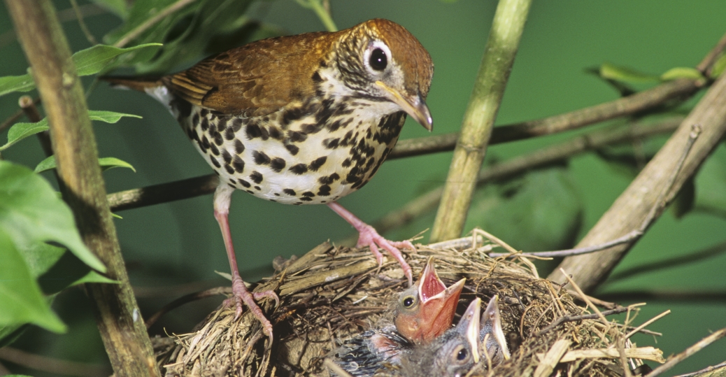 wood thrush raising brown headed cowbird chicks district wood thrush raising brown headed cowbird chicks district