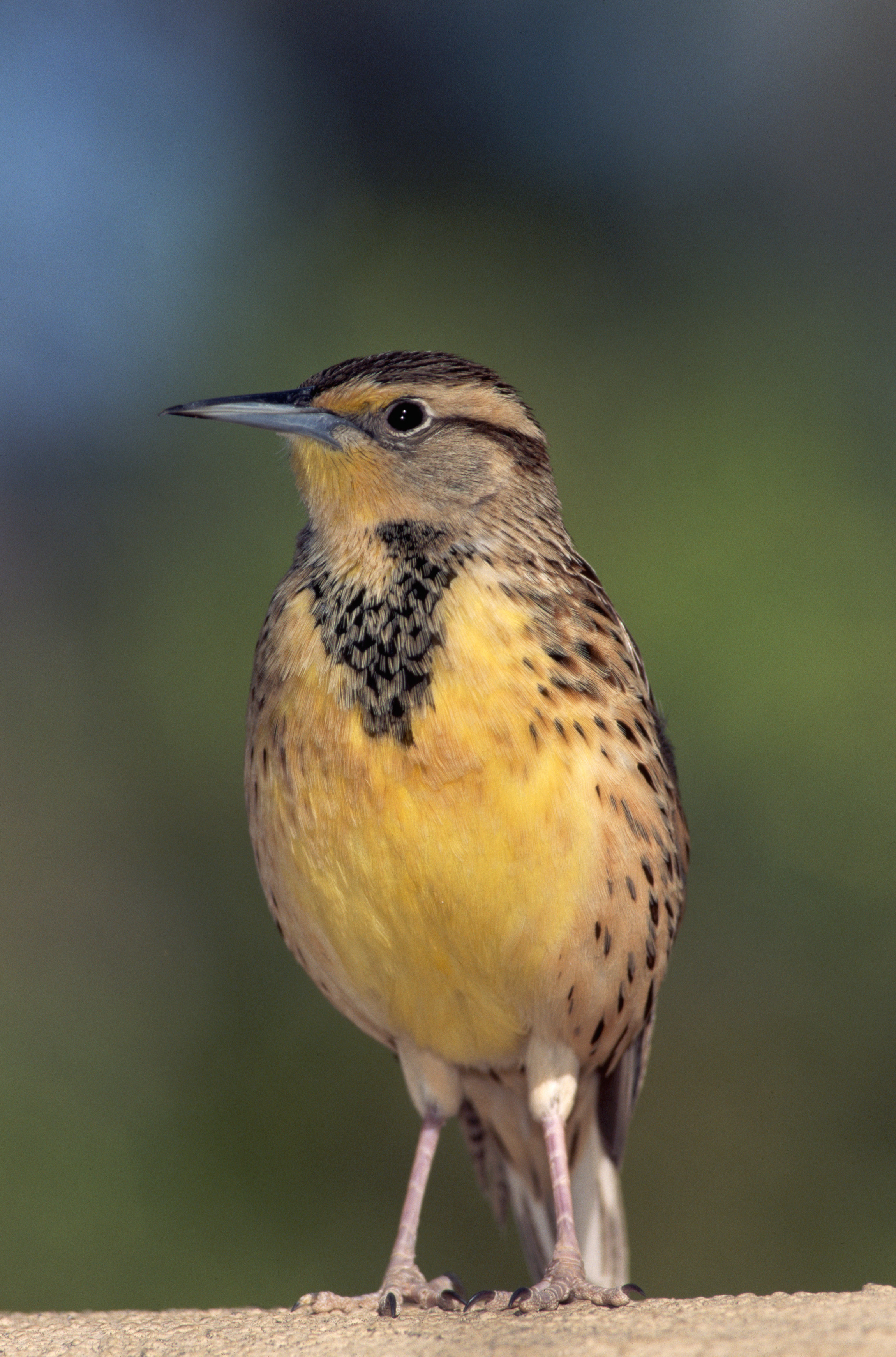 western-meadowlark - Kansas Pictures - Kansas - HISTORY.com