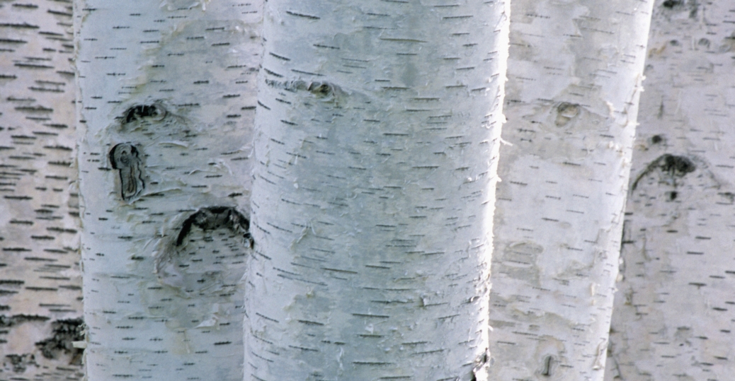 whitepaperbirch New Hampshire Pictures New Hampshire