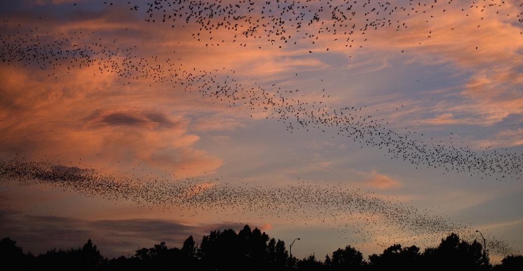 urbanbatcolonyfeedingatsunsetinaustin Texas Pictures Texas