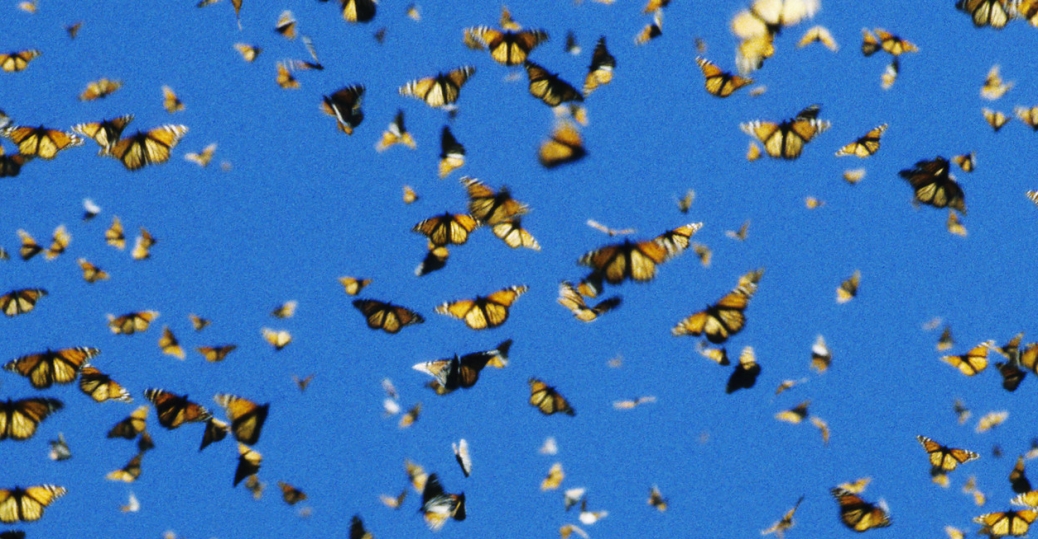 monarchbutterfliesinflight Michoacan Pictures Michoacán