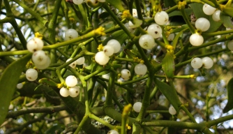 Why do we kiss under the mistletoe?