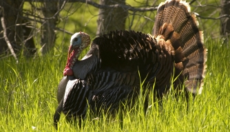 Turkey Talk: The Story Behind Your Thanksgiving Bird
