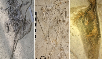 Fossils discovered at the Jehol Biota site.