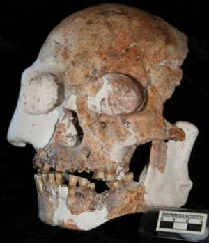 Red Deer Cave People Skull