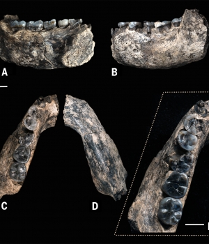 Close up view of the mandible just steps from where it was sighted by Chalachew Seyoum, an ASU graduate student from Ethiopia. (Credit: Kaye Reed)
