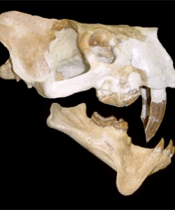 Barbourofelis loveorum