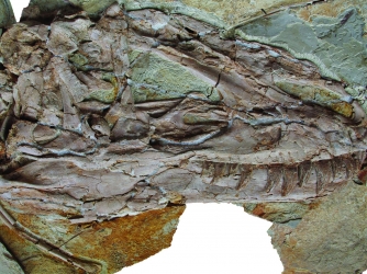 Yutyrannus huali