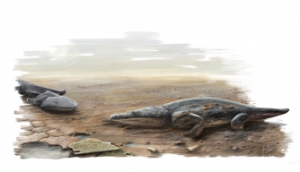 An artist’s impression of Metoposaurus algarvensis, discovered by researchers from the University of Edinburgh (Credit: University of Edinburgh/PA)