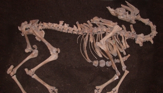 Ottoman “War Camel” Skeleton Found in Austrian Basement