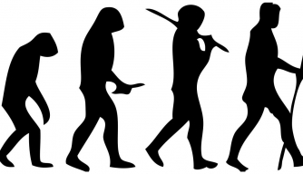 Did Early Humans Stand Upright to Punch Better?