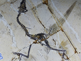 Sapeornis