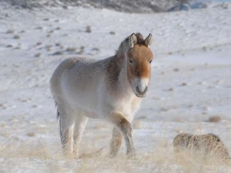 Przewalski horses in Western Mongolia (Credit: Claudia Feh/Association pour le cheval de Przewalski)