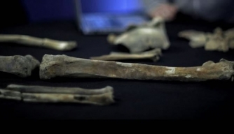 Probable Royal Pelvic Bone Found in Museum Storage