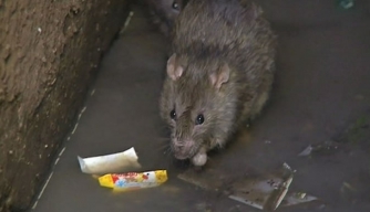 Outbreak of Bubonic Plague Hits Madagascar Village