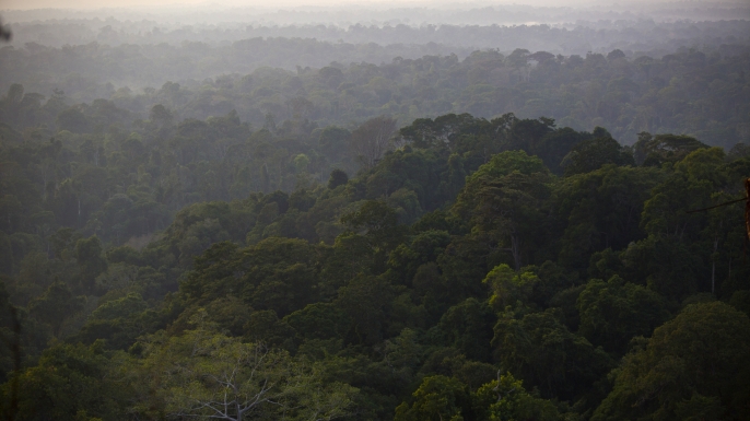 Amazon jungle in Brazil.