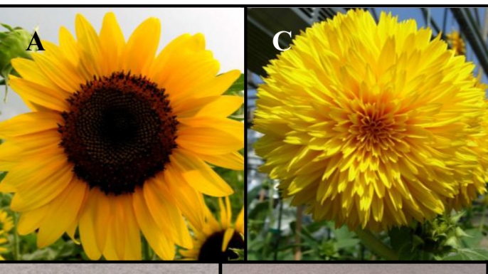 Van Gogh Sunflowers