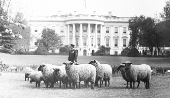 white house sheep