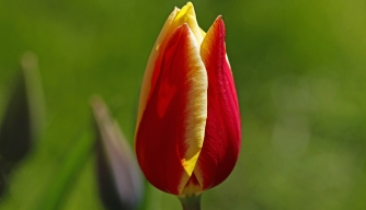 economy, netherlands, tulip